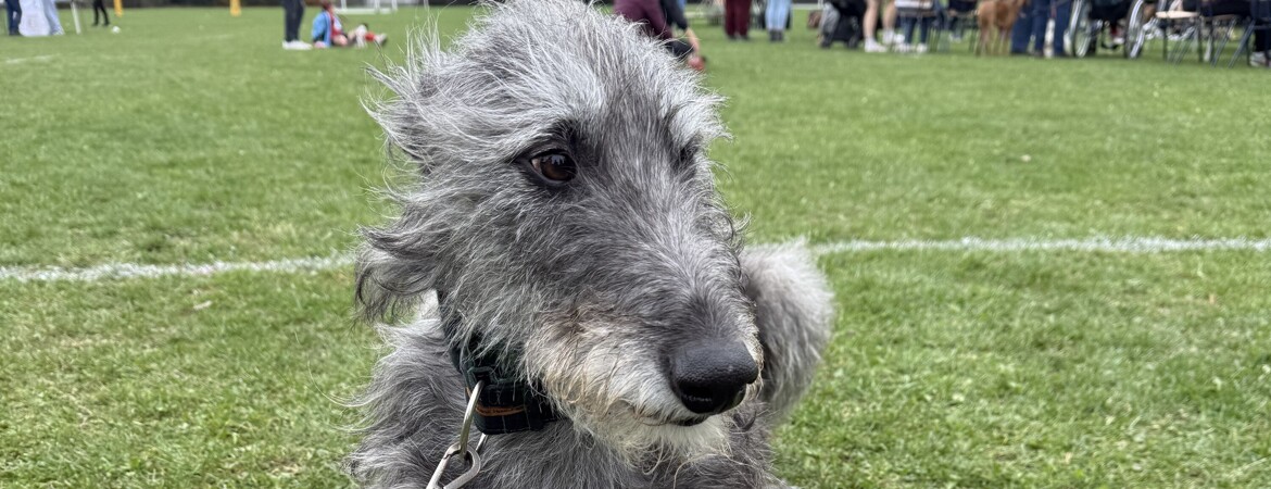 Dog Show 2025