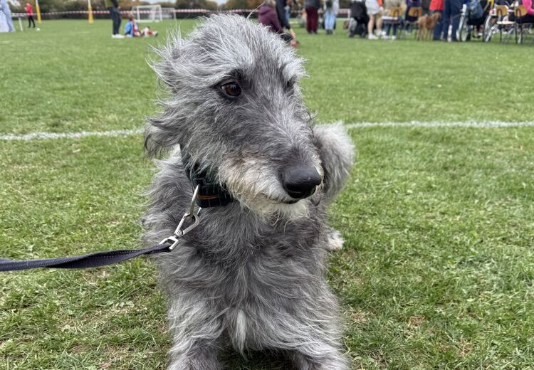 Dog Show 2025